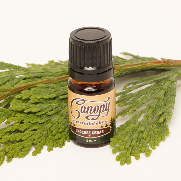 Incense Cedar Essential Oil Oregon Heartwood