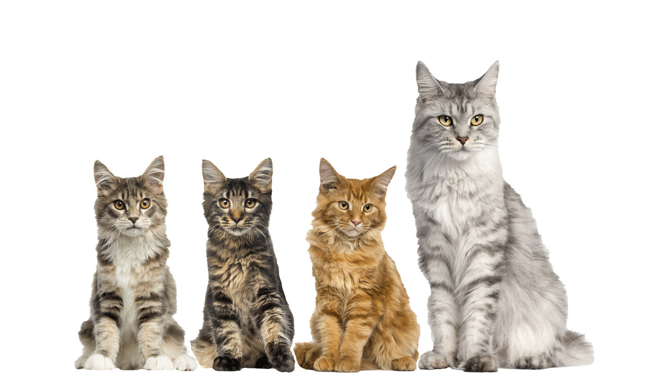 Cat Products Are Here