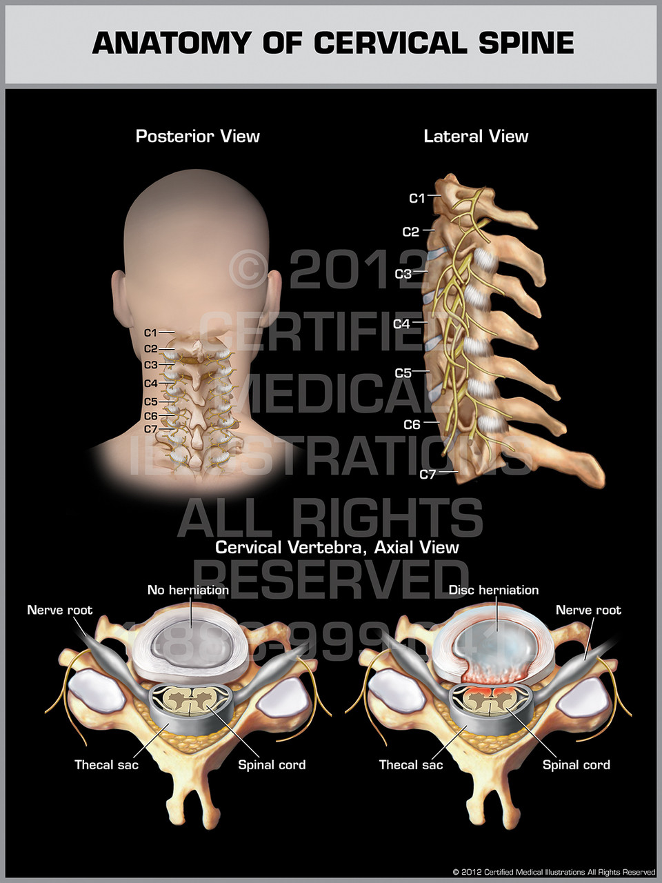 Anatomy of Cervical Spine