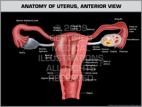 Anatomy of Uterus, Anterior View