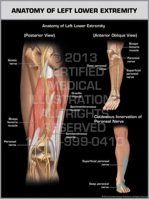 Anatomy of Left Lower Extremity