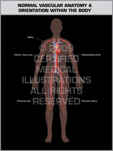 Female Pelvic Anatomy- Print Quality Instant Download