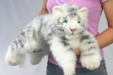 hansa white tiger