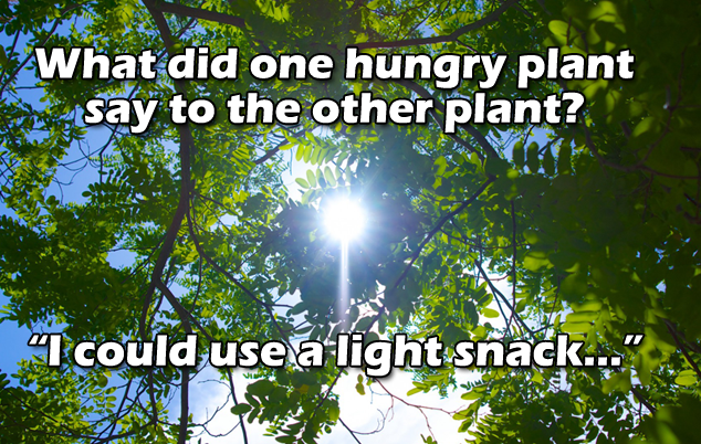 facebook-timeline-tree-light-joke.png?t=