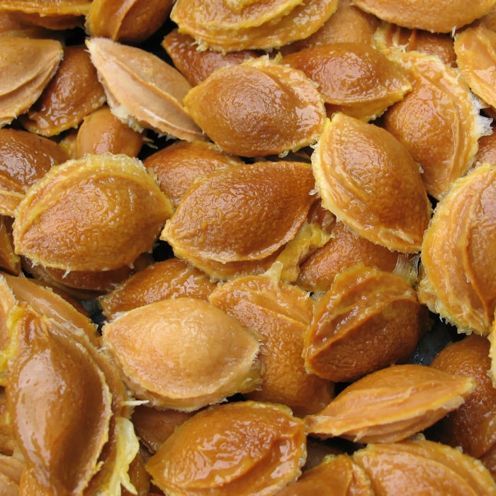 Apricot Pits In Shell Apricotking 