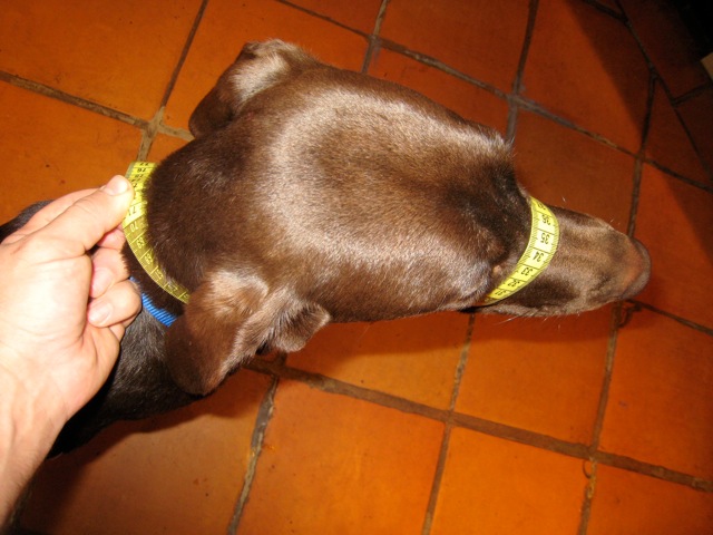 measuring-your-dog-1.jpeg measuring-your-dog-1.jpeg