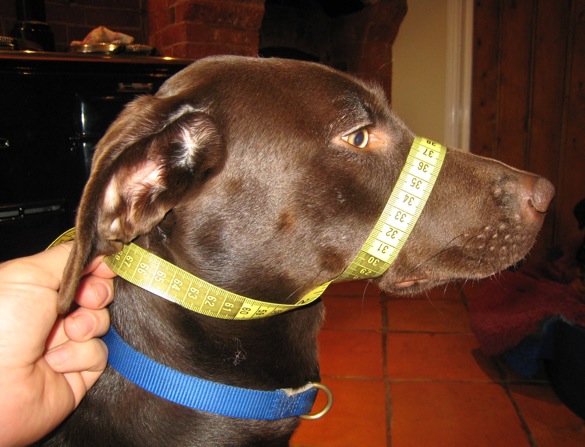 measuring-your-dog-2.jpeg measuring-your-dog-2.jpeg