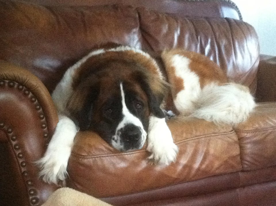 sadie-on-couch.jpg sadie-on-couch.jpg