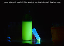 Add on - Genetically Engineer Any Brewing or Baking Yeast to Fluoresce 