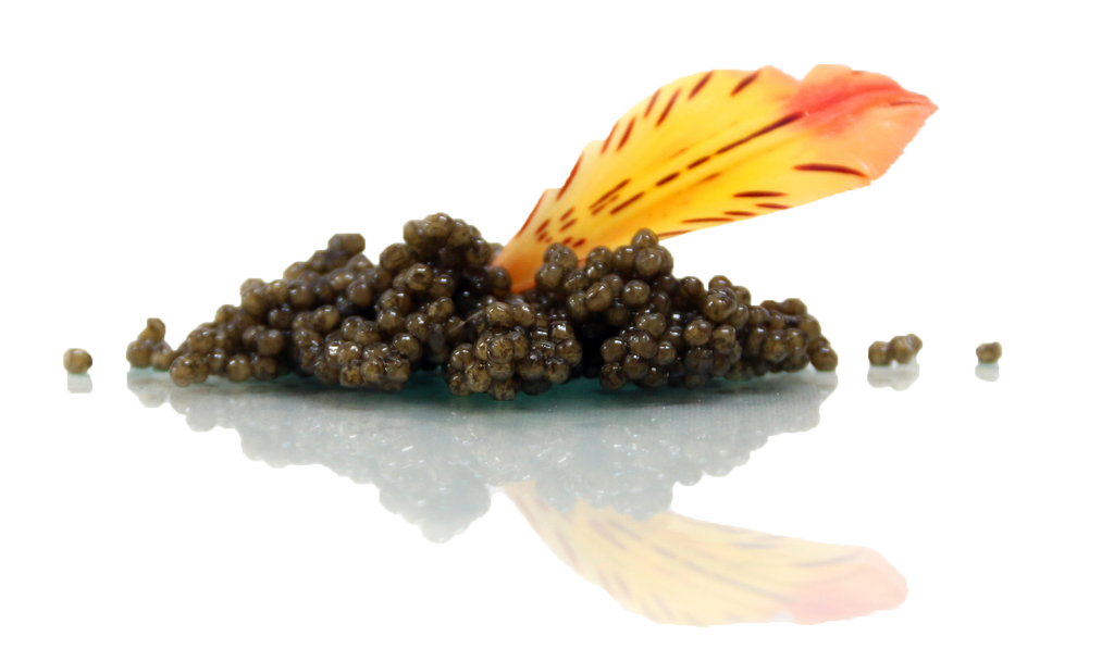 Caviar Deals to Gobble Up This Thanksgiving