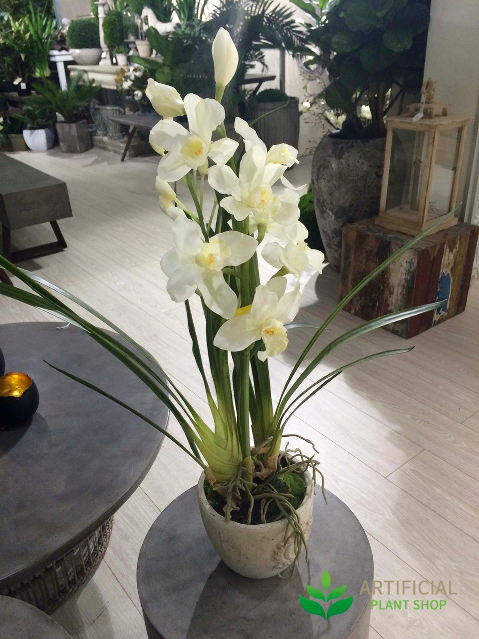 Cymbidium Orchid White in Pot 80cm