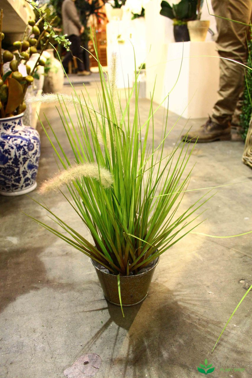 Wheat Grass in metal Pot 80cm (set of 2)