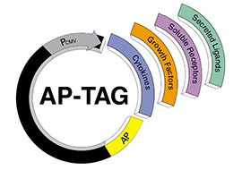 AP-TAG Vectors AP-TAG Vectors image