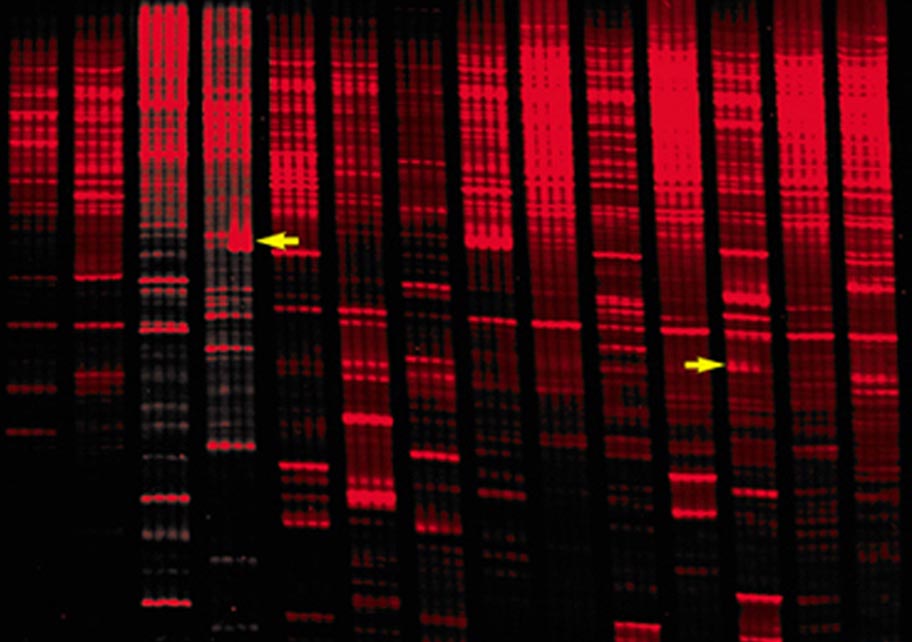 Gene Expression Gene Expression image