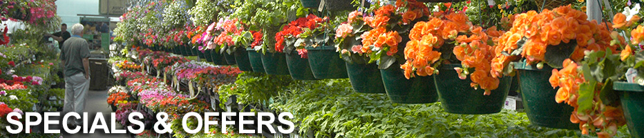 banner-specials.jpg banner-specials.jpg