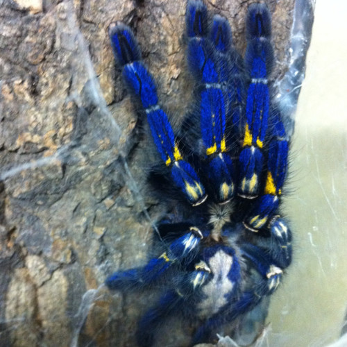 Image result for poecilotheria metallica