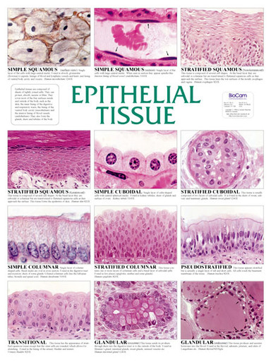 Wall Chart - Epithelial Tissue - Biologyproducts.com