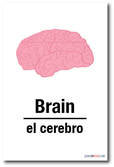 el-cerebro-brain-in-spanish-new-foreign-language-educational-poster