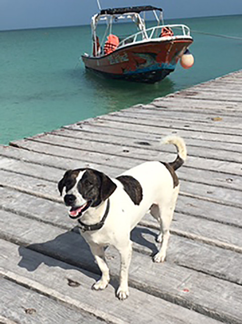 The Dogs of Holbox Island - Is this Where Dogs go to Heaven?