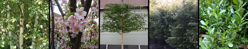 mature-trees-evergreen-screening-banner.jpg mature-trees-evergreen-screening-banner.jpg