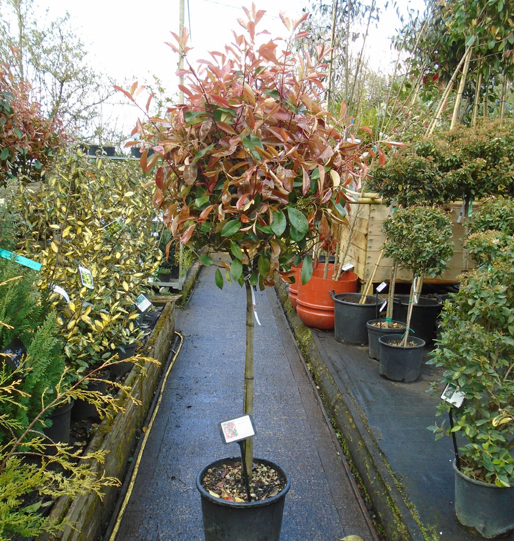 Mature Plants and Pleached Trees - Bunkers Hill Plant Nursery