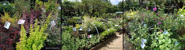shrub-beds.jpg shrub-beds.jpg