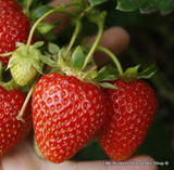 Strawberry 'Flamenco'