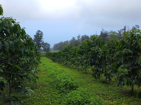 Maintaining the Health of our Kona Coffee Tree’s