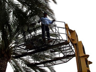 Basket Harvesting Dates Basket Harvesting Dates