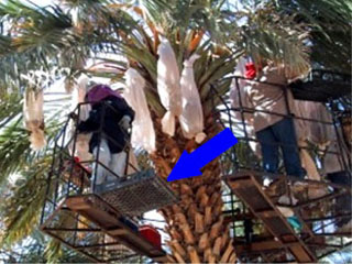 Basket Harvesting Dates