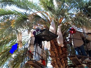 Basket Harvesting Dates Basket Harvesting Dates
