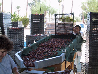Date Harvest Date Harvest