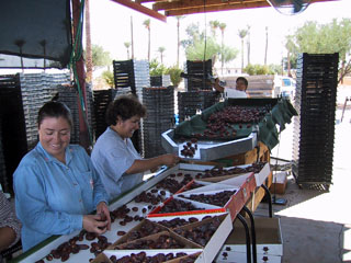 Date Harvest Date Harvest