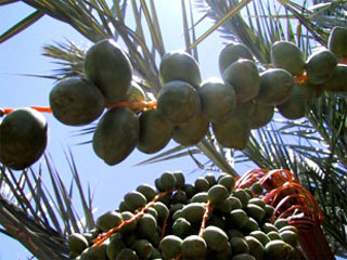 Date Palm Bud Strands