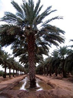 Date Palm Flood Irrigating