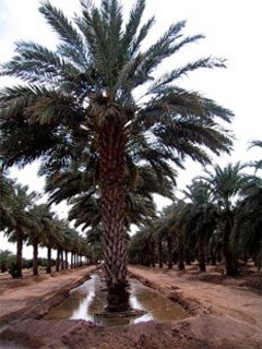Date Palm Flood Irrigating Date Palm Flood Irrigating