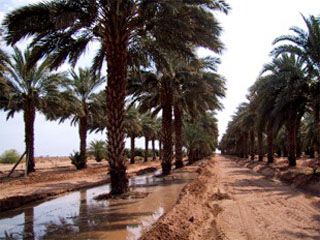 Date Palm Flood Irrigating