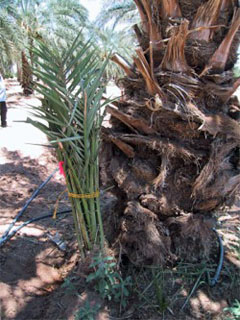 Date Palm Pup Date Palm Pup
