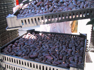 Ripe Dates Ripe Dates