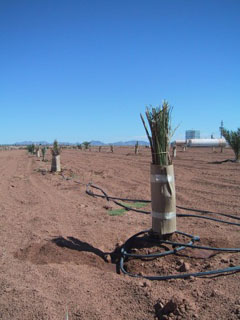Wrappend Date Palm Pup Wrappend Date Palm Pup