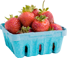 Pallman Farms Already Picked Quarts of Strawberries