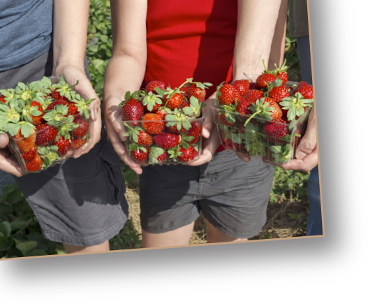 Farm Fresh Strawberries