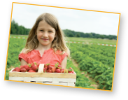Pick your own strawberries