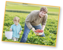 U-Pick Strawberries