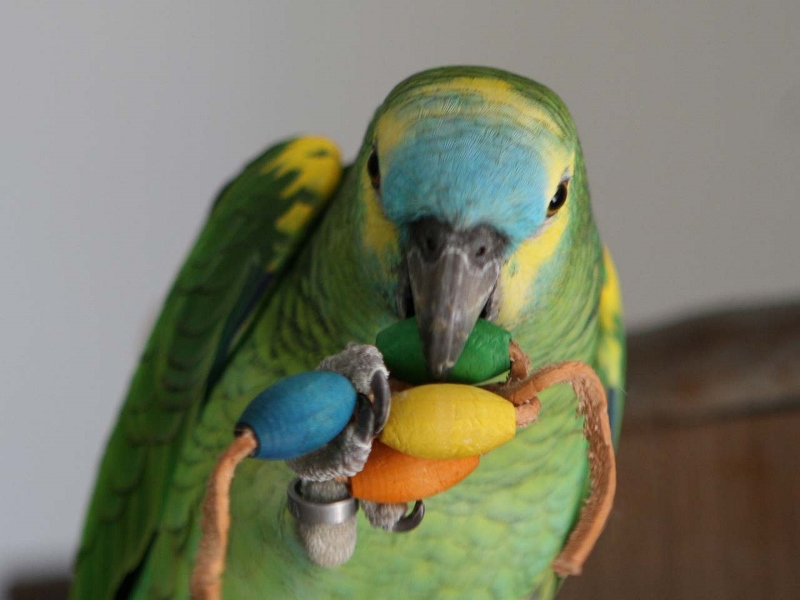 Parrot Foot Toys 42