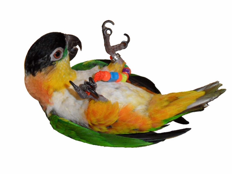 Parrot Foot Toys 91