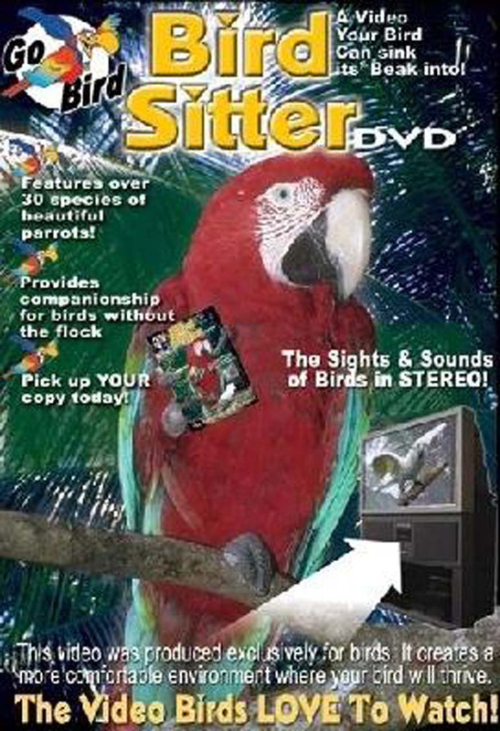 parrot sitter