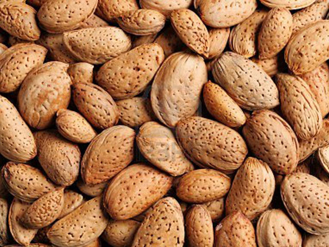 Almonds In Shell My Parrot Shop