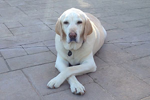 img-about-odies-orchard-hill-rescue.jpg img-about-odies-orchard-hill-rescue.jpg