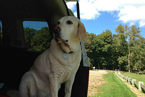 img-about-ride-in-the-car.jpg img-about-ride-in-the-car.jpg